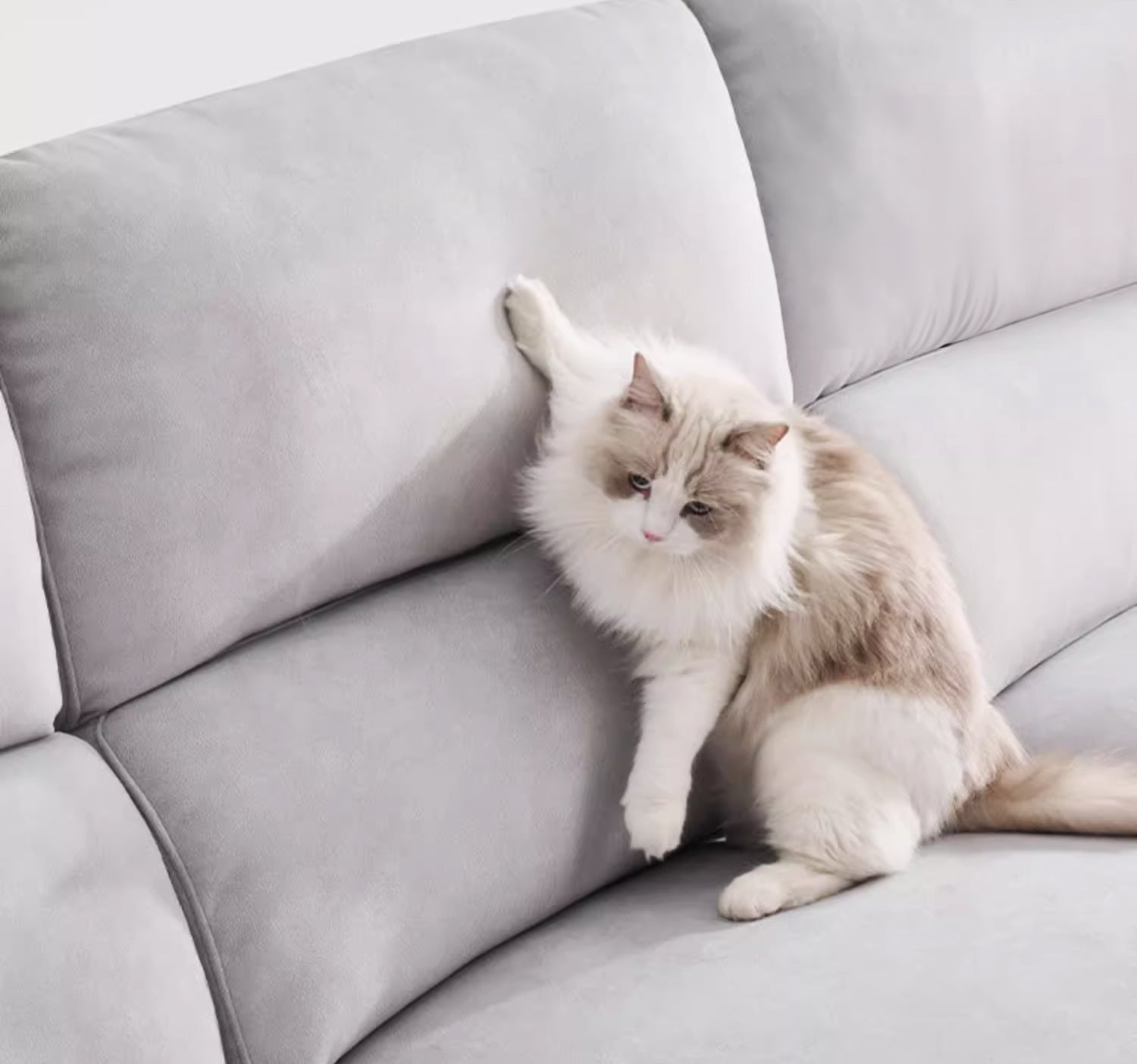 A Pet Parent's Fabric Sofa Cleaning and Maintenance Manual